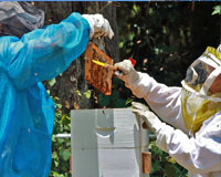 Troup County Association of Beekeepers